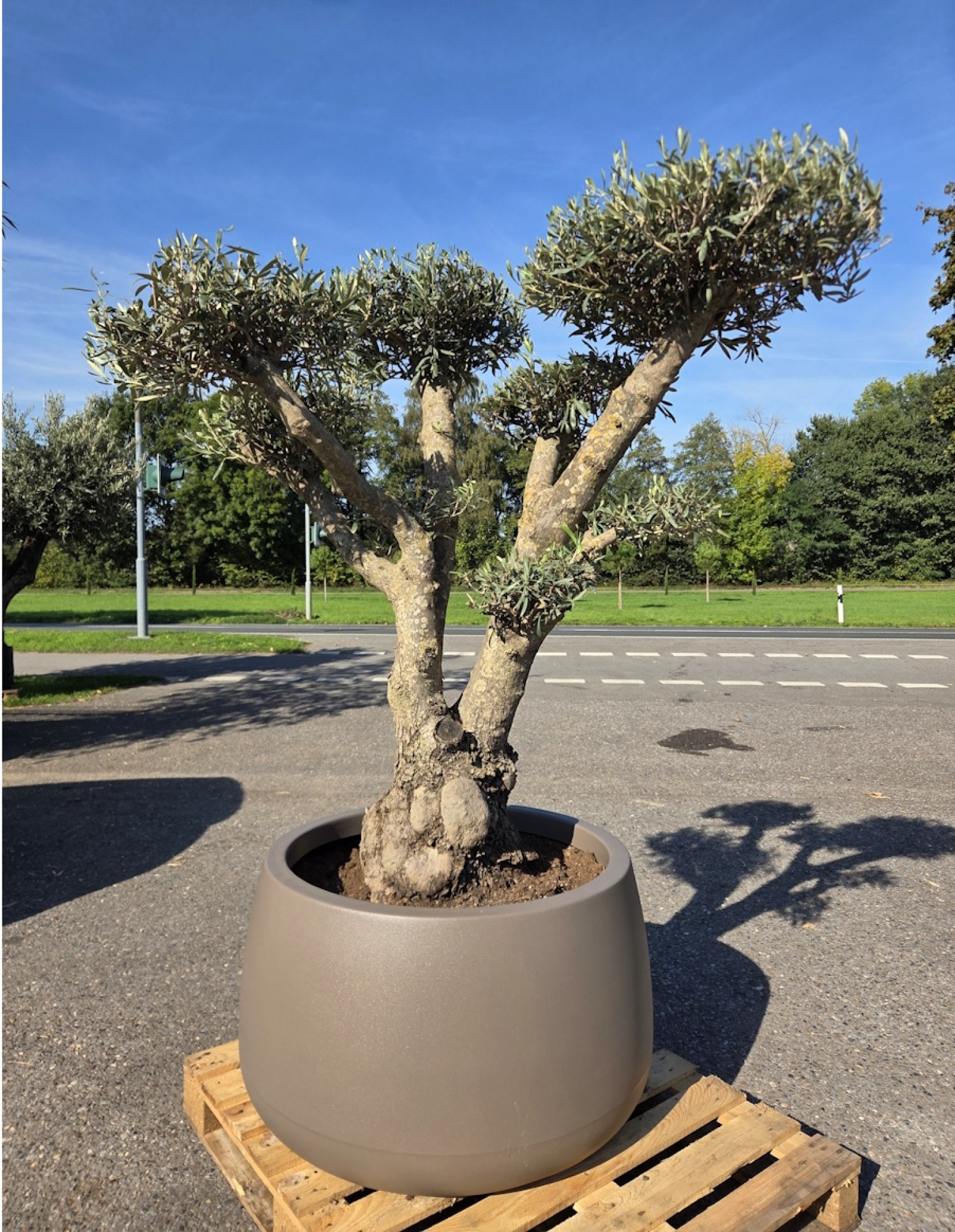 Olivenbaum-pompon-Nr-238